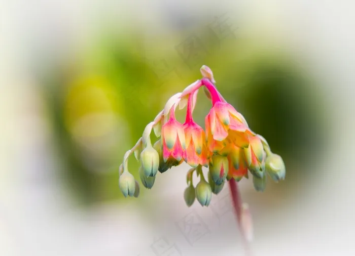 肉质，Echeveria，开花，盛开