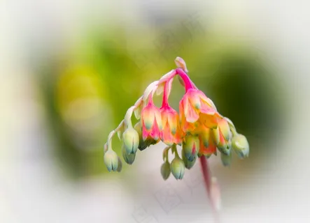 肉质，Echeveria，开花，盛开