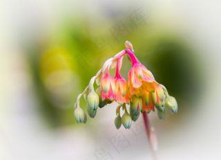 肉质，Echeveria，开花，盛开