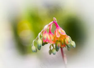 肉质，Echeveria，开花，盛开