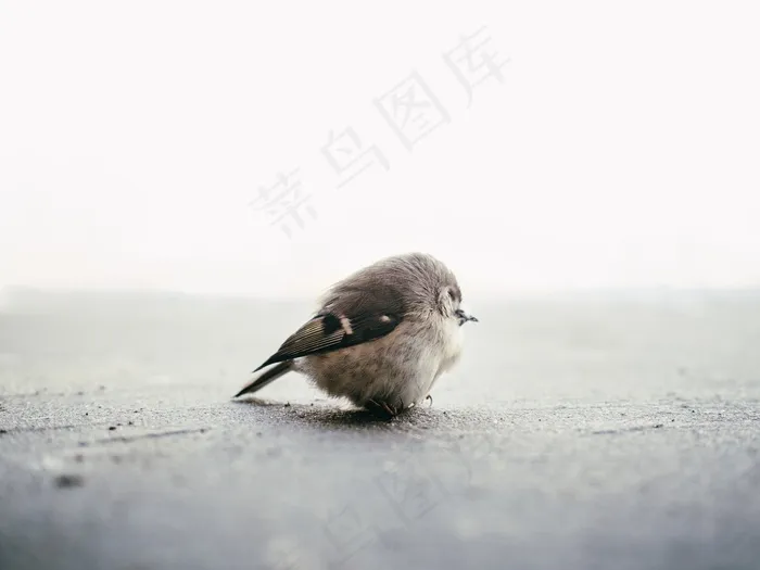 鸟，动物，可爱，小，小，羽毛，自然