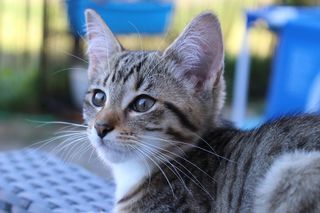 猫，猫宝宝，小猫，蓬松，鲭鱼，年轻的动物