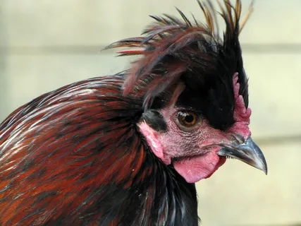 母鸡，鸟，家禽