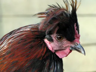 母鸡，鸟，家禽