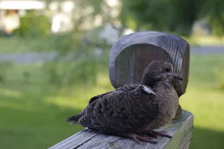大自然，鸟，野生，斑鸠，可爱，野生动物，禽