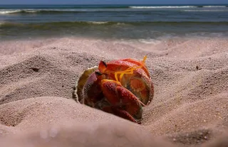 癌症，海，海滩，动物，寄居蟹，沙，剪刀