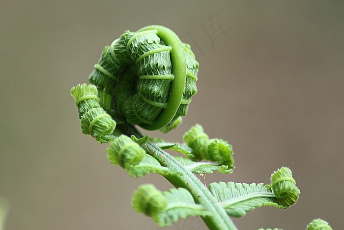 蕨类，叶子，卷，自然，植物，自然，植物园