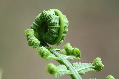 蕨类,叶子,卷,自然,植物,自然,植物园 蕨类,叶子,卷,自然,植物,自然,植物园