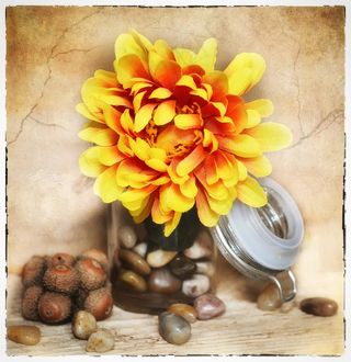 花，艺术花，织物花，开花，盛开