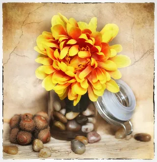 花，艺术花，织物花，开花，盛开