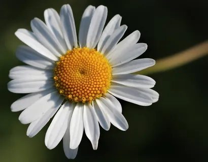 花,白,性质,草地,白花,花园 花,白,性质,草地,白花,花园
