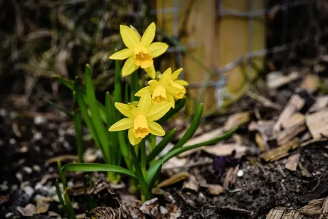 水仙花，春天的花朵，黄色的花朵，不完整