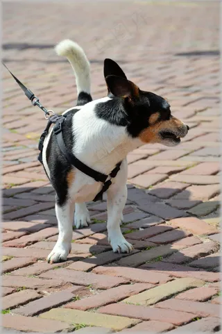 狗，宠物，荷兰，模型，户外，构成，动物