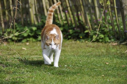 猫，宿醉，猫，宠物，红色，白色，动物，Gijs