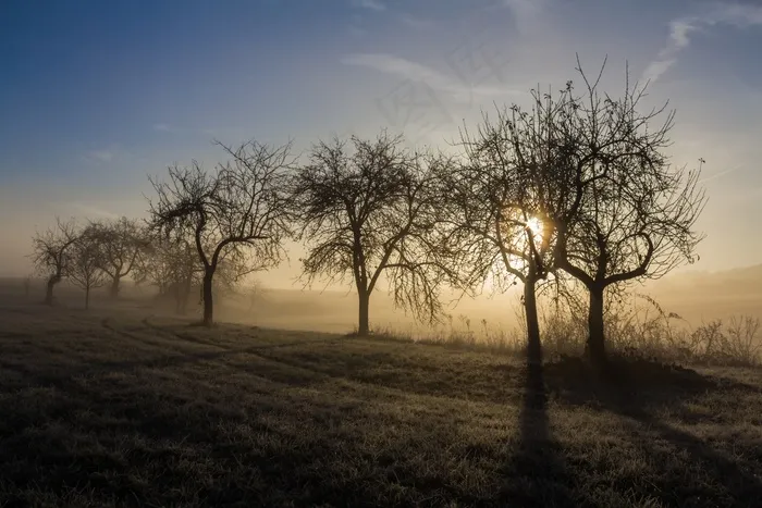 果树，早晨，露水，11月，日出，冷