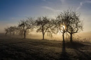果树，早晨，露水，11月，日出，冷