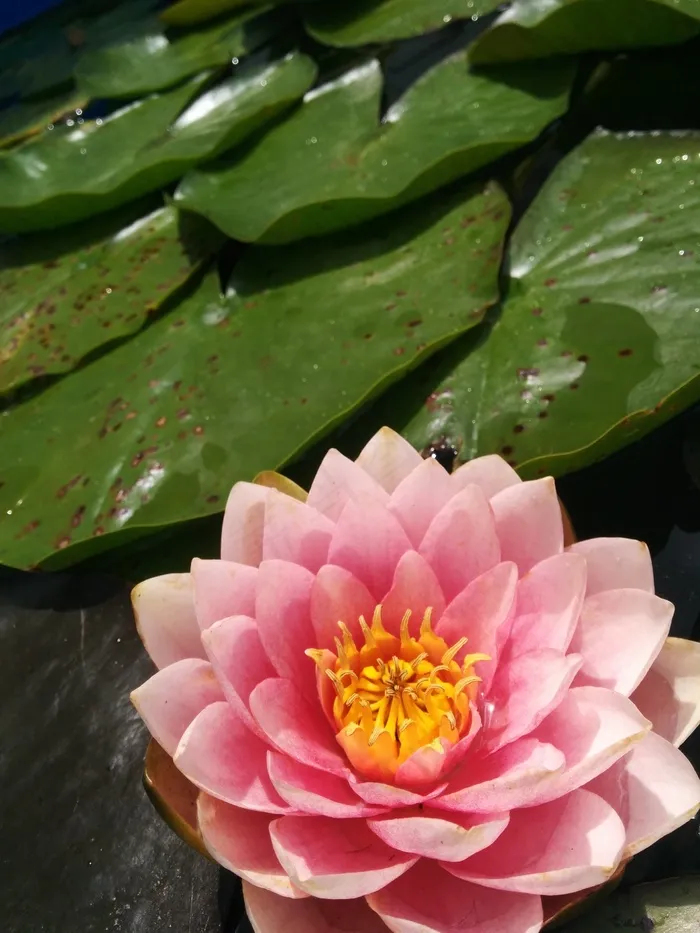睡莲，睡莲，池塘，莲花，百合，水，自然