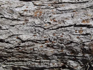 树皮，树皮纹理，树干