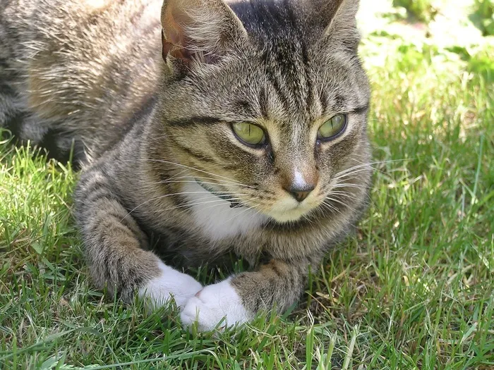 猫，小猫，眼睛，猫的眼睛，宠物，看，动物