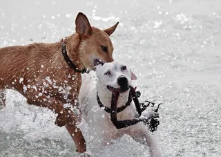 狗，沧海，水机，播放，咬，警棍，乐趣，运动