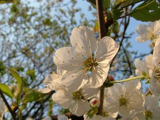 樱花，春天，樱桃，开花