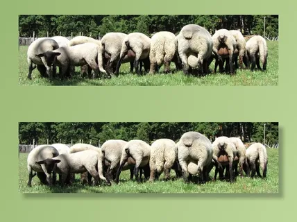 羊，绿色，草，动物，农场，羔羊，性质，羊毛