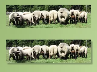 羊，绿色，草，动物，农场，羔羊，性质，羊毛