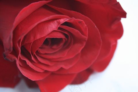 玫瑰,花,红色 玫瑰,花,红色