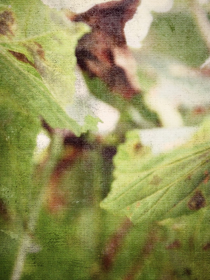 秋，叶子，秋天的树叶，树，绿色，秋天的树叶