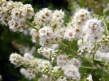 螺旋藻,特写,鲜花,白花,盛开,白 螺旋藻,特写,鲜花,白花,盛开,白