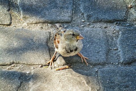 麻雀，鸟，光，阴影，铺路石，动物