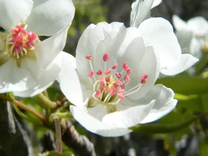 花,果,细节 花,果,细节