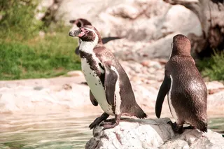 企鹅，甜，在一起，两个，动物，可爱，好奇