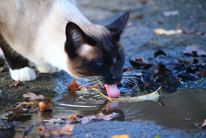 猫，水坑，饮料，舌头，水，暹罗猫