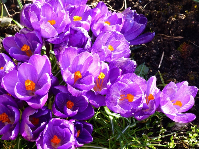 番红花，鲜花，颜色，草，阳光，花园