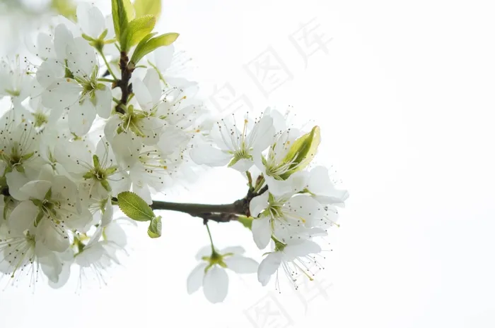 白色，树，自然，季节，枝杈，春天，花园