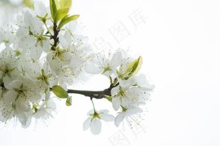 白色，树，自然，季节，枝杈，春天，花园