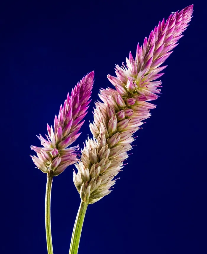 开花，花，野花，关闭