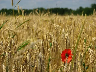 麦田，穗，小麦，玉米田，罂粟，谷物