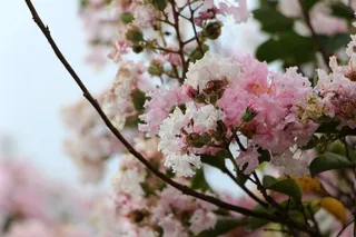 花，绿色，鲜花，自然，花园，叶子