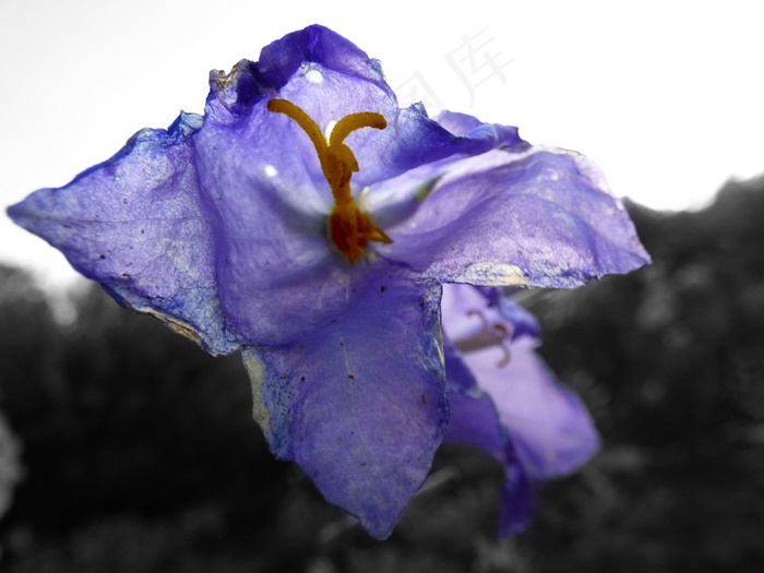 开花，性质，花园，紫，盛开，花