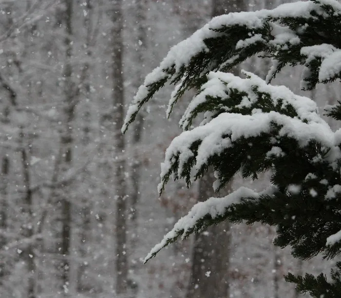 降雪，雪，冬天，风暴，雪花，下雪
