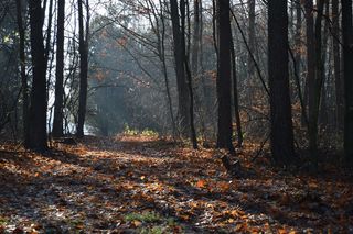 森林，秋，太阳，阴影，蘑菇，叶子