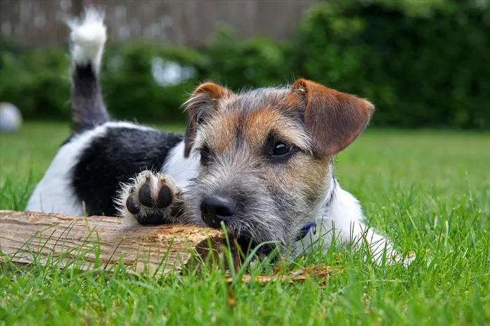 小猎犬，狗，草地，动物，Hundeportrait