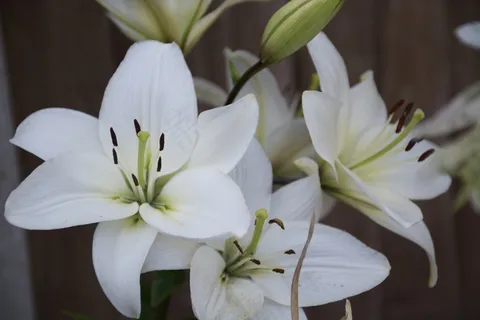 花,百合,花 花,百合,花