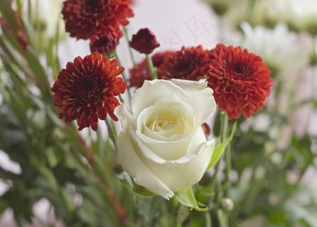 植物,花卉,麦秆菊,菊花,玫瑰花,鲜花花瓣情人节白玫瑰