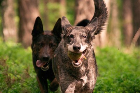 狗，乐趣，播放，森林，夏天，快乐，狼，沙哑