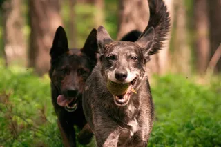 狗，乐趣，播放，森林，夏天，快乐，狼，沙哑