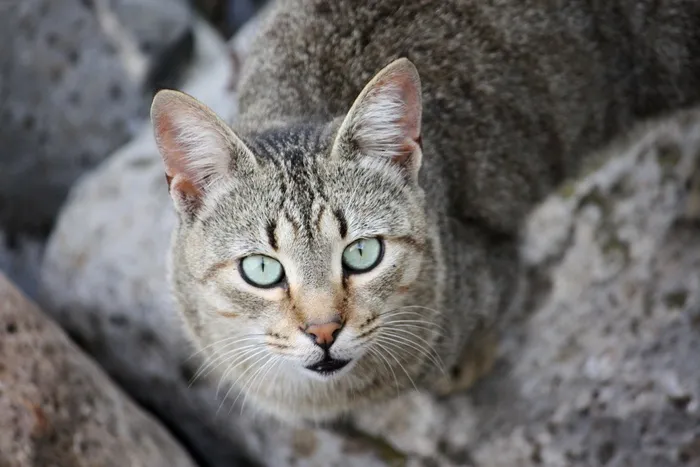 猫，野猫，动物，动物区系，眼睛，小胡子，猫的