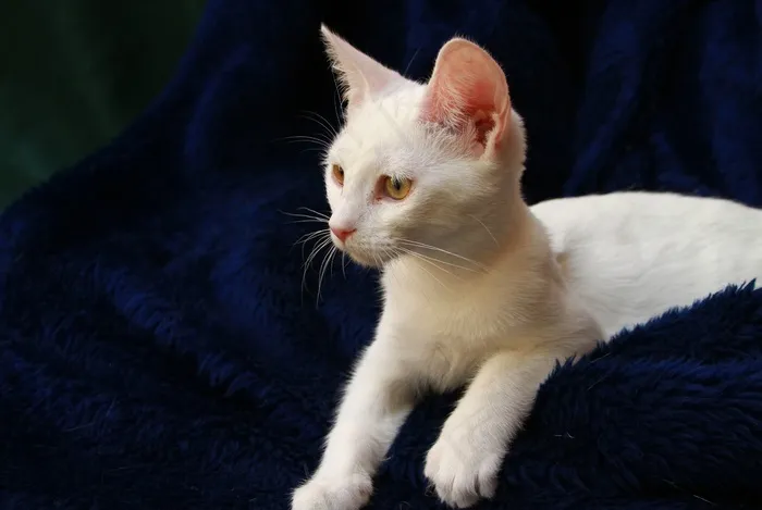 白小猫，蓝色毯子，猫科动物，可爱，年轻，动物